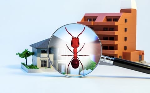How To Prevent Ants At Home?