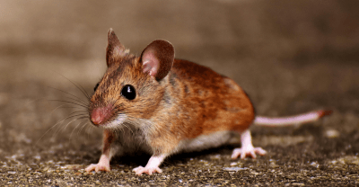 How To Get Rid Of Mice With Pest Control Treatment