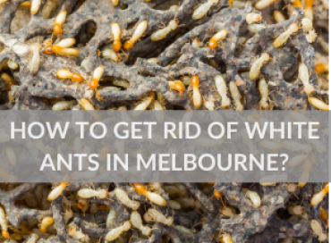 How To Get Rid of White Ants in Melbourne?