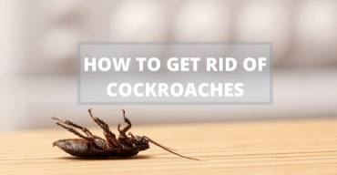 How To Get Rid of Cockroaches in Melbourne, Victoria?