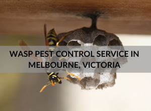 Wasp Pest Control Service in Melbourne, Victoria