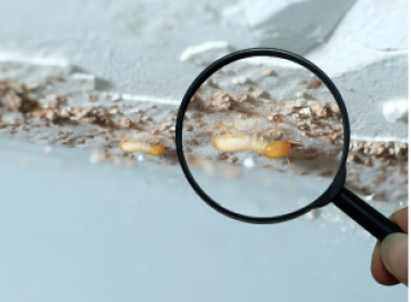What Can I Do About Termites – Montrose