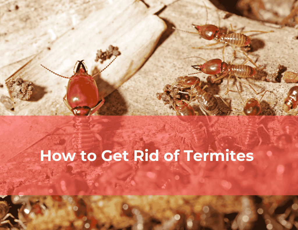 Termite Control