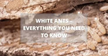 White Ants – Everything You Need To Know