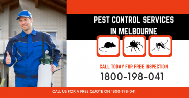 How Much Does Pest Control Cost in Melbourne?