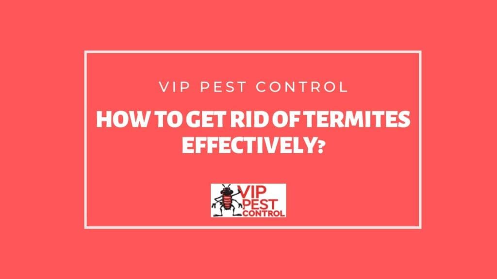get rid of termites