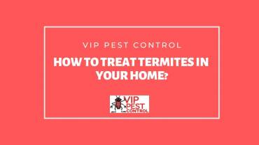 How To Treat Termites In Your Home?