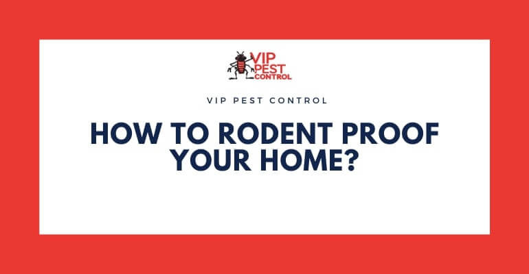 How to Rodent Proof Your Home?