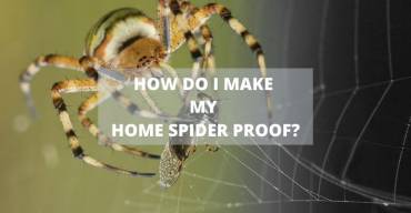 How to Spider Proof Your Home?