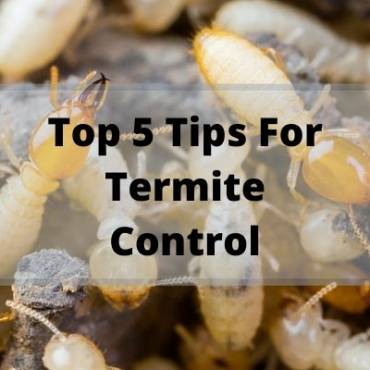 Top 5 Tips for Termite Control in Australia