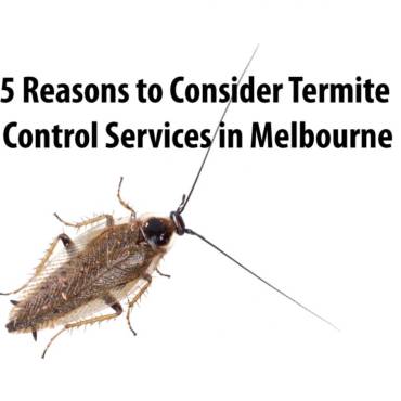 5 Reasons to Consider Termite Control Services in Melbourne