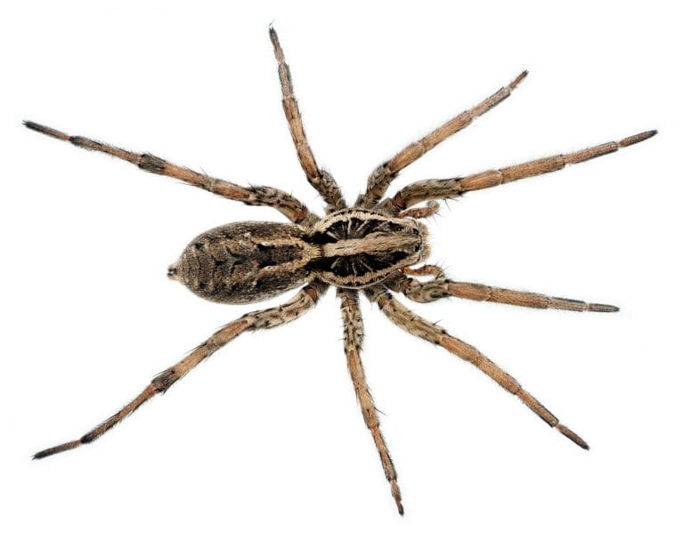 Spider Treatments & Removal Melbourne, VIC