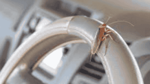cockroaches in car