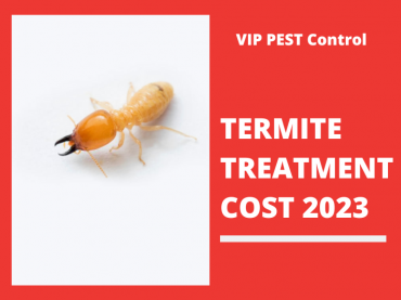 How Much Does Termite Treatment Cost in Melbourne