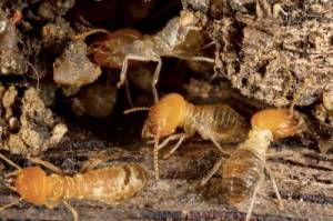 drywood termites treatment
