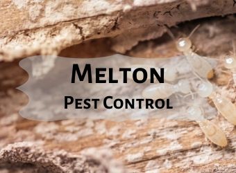 melton pest control