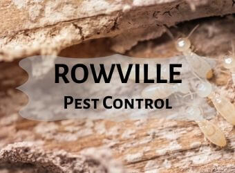 rowville pest control