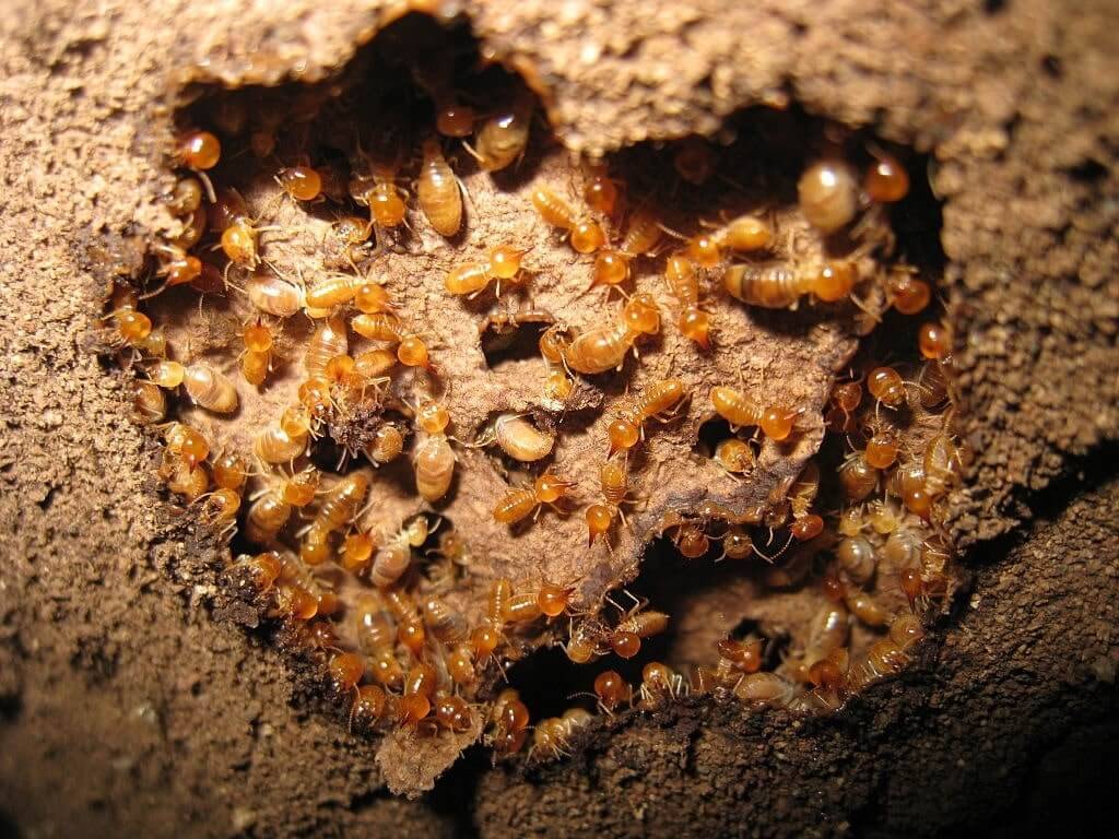 subterranean termites australia