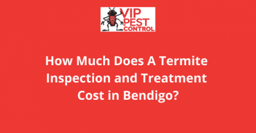 Termite Treatment Cost in Bendigo: How much does a termite inspection and treatment cost?