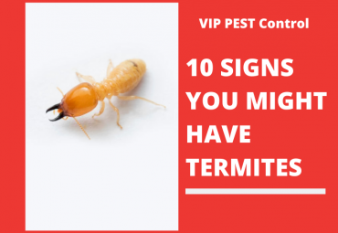 10 SIGNS YOU MIGHT HAVE TERMITES – SIGNS OF A TERMITE INFESTATION