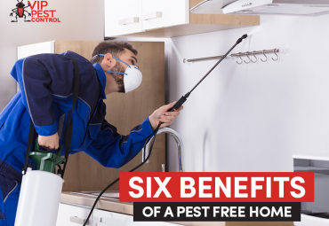 Six Benefits of a Pest Free Home