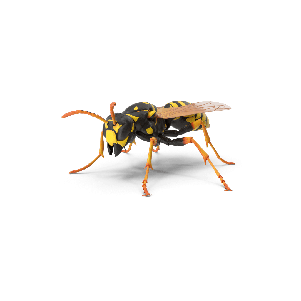 wasp pest control Melbourne