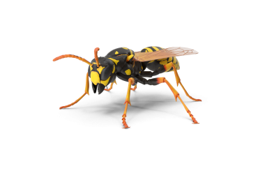 Commercial Wasp Control In Bendigo And Melbourne