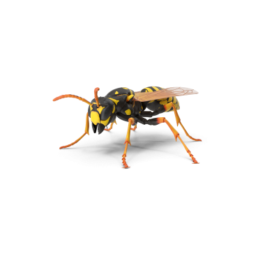 Commercial Wasp Control In Bendigo And Melbourne