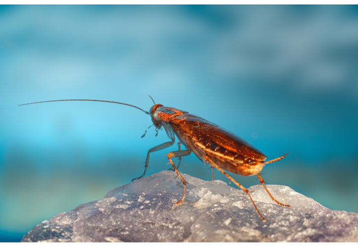 cockroach pest control melbourne