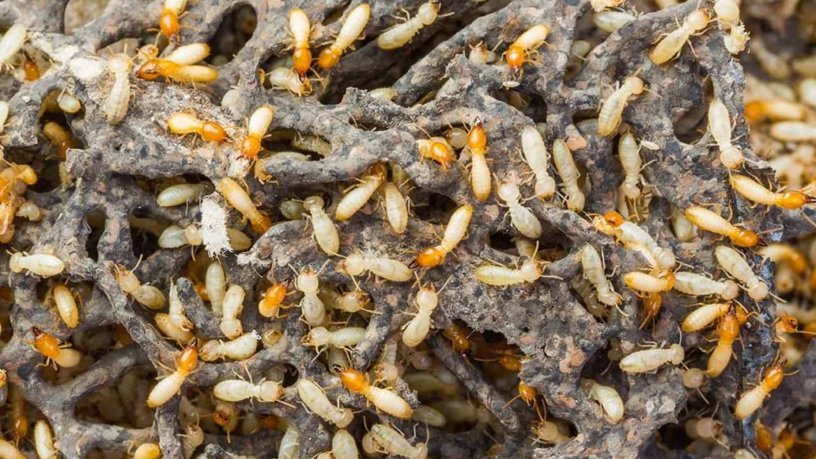 The Importance of Annual Termite Inspection