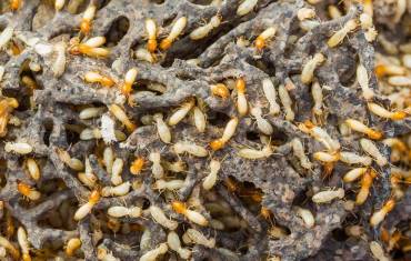The Importance of Annual Termite Inspection