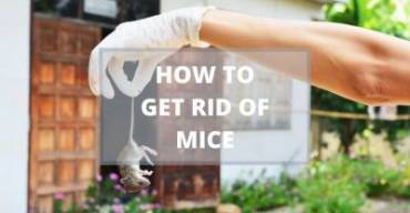 How To Get Rid Of Mice With Pest Control Treatment