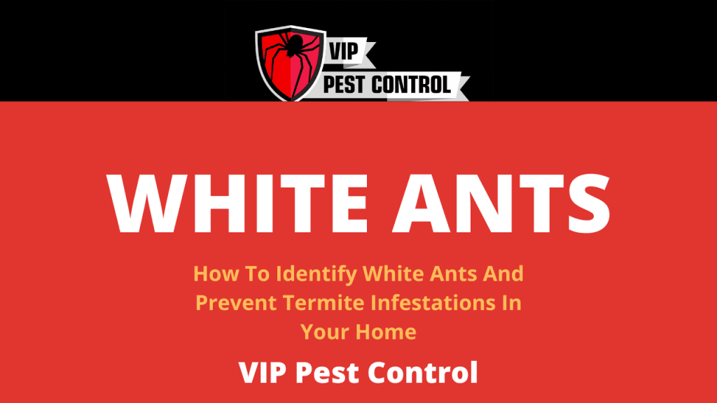 white ants melbourne