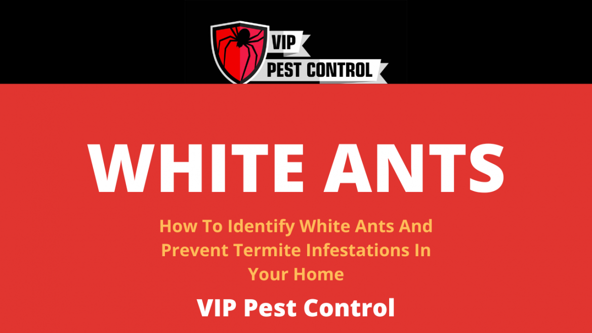 How To Identify White Ants and Prevent Termite Infestations in Your Home.