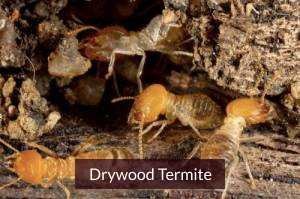 drywood termites treatment