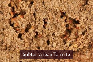 subterranean termite treatment