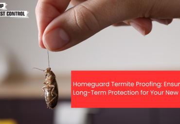 Homeguard Termite Proofing: Ensuring Long-Term Protection for Your New Home