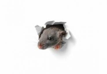 Rodents