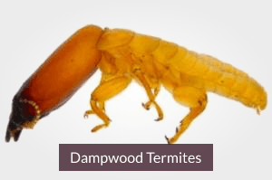 Dampwood Termite Treatment