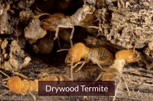 Drywood Termites Treatment