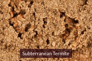 Subterranean Termite Treatment