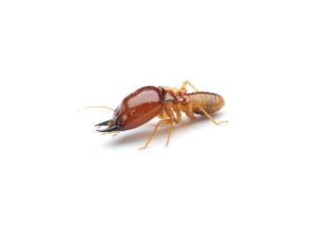 Termites