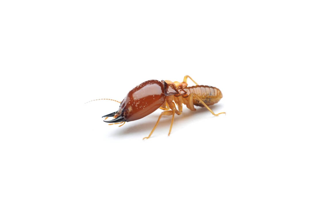 Termites