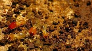 Termite Inspection and Treatment Services