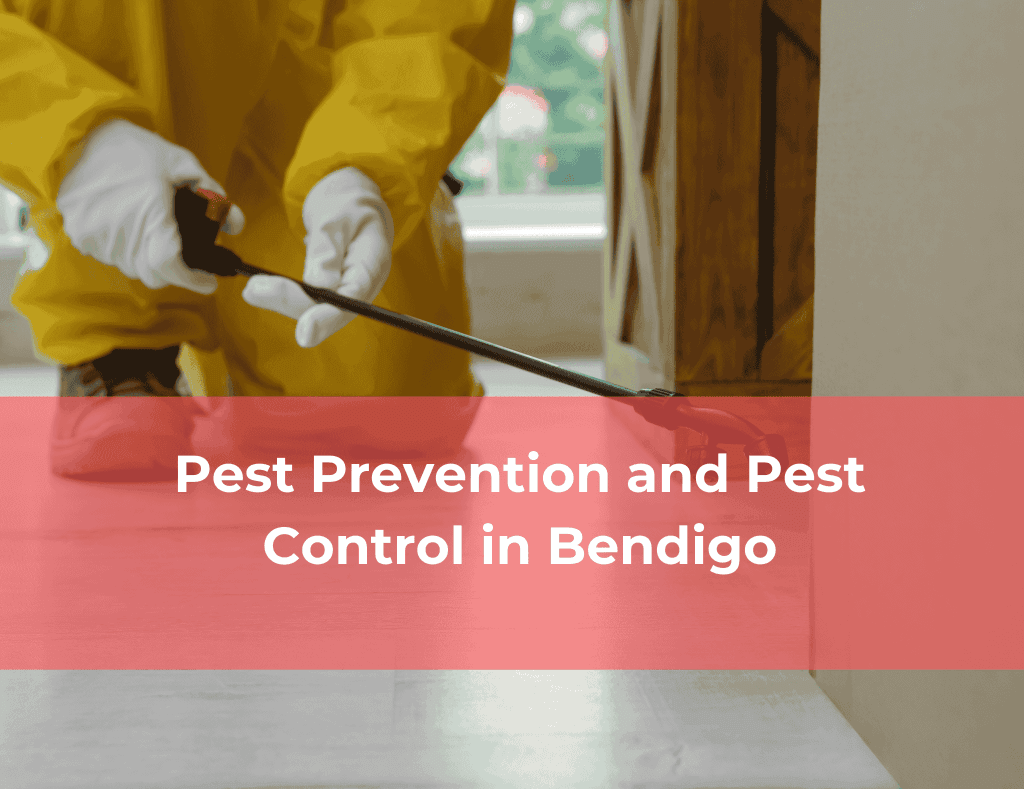 Pest Prevention and Pest Control in Bendigo