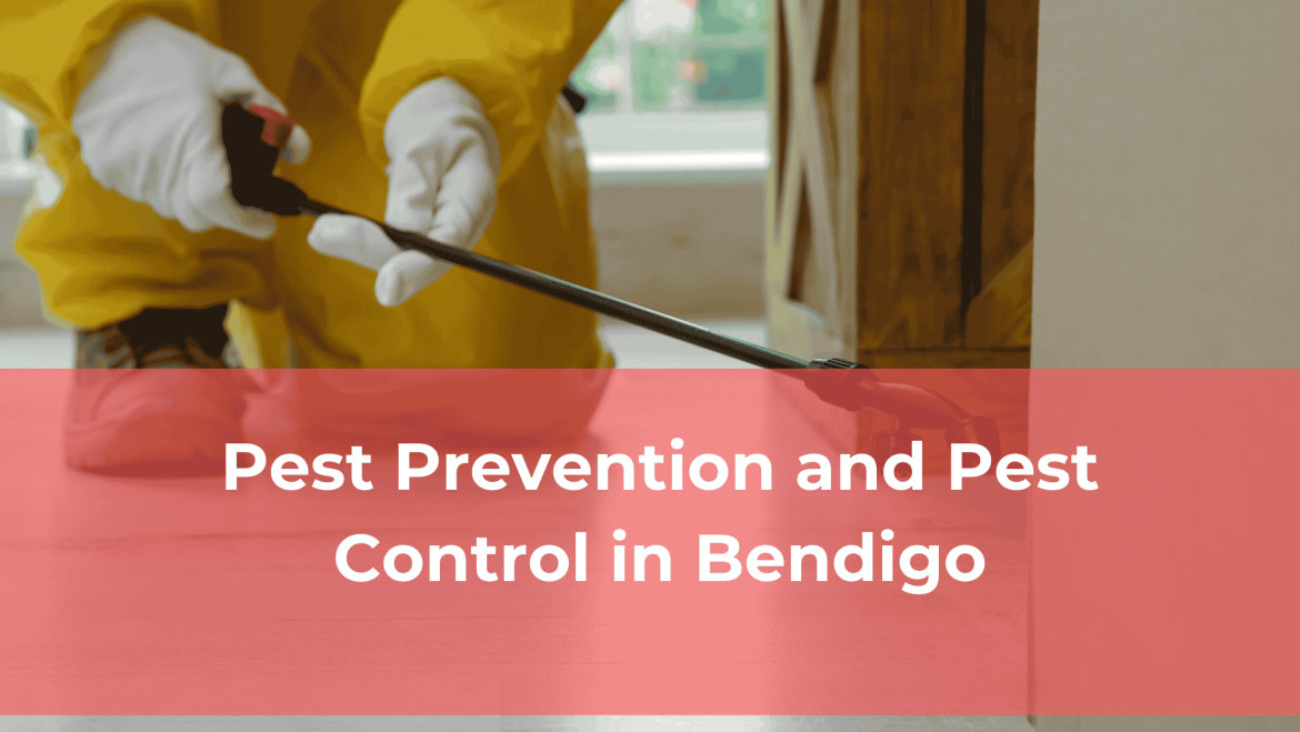 Pest Prevention and Pest Control in Bendigo