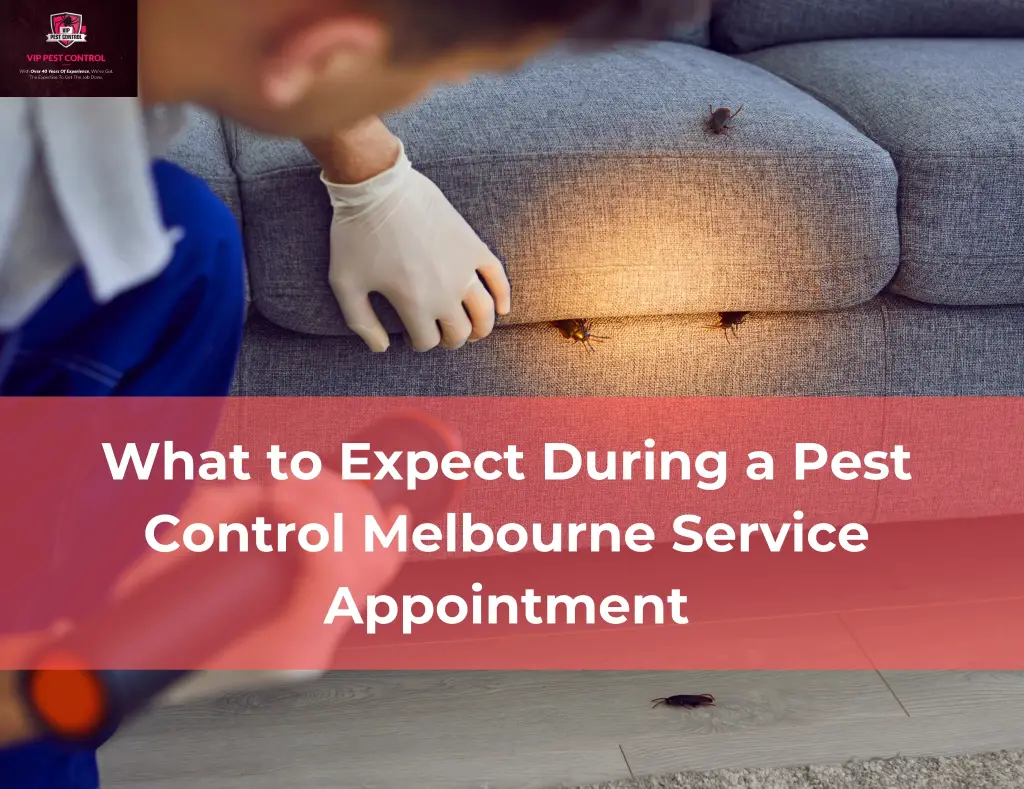Pest Control Melbourne