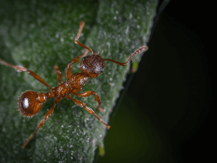 pest control gisborne
