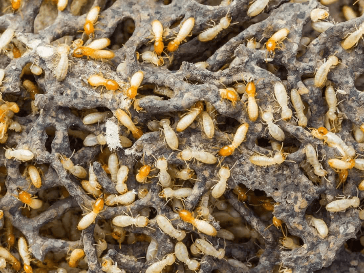 pest control service inglewood