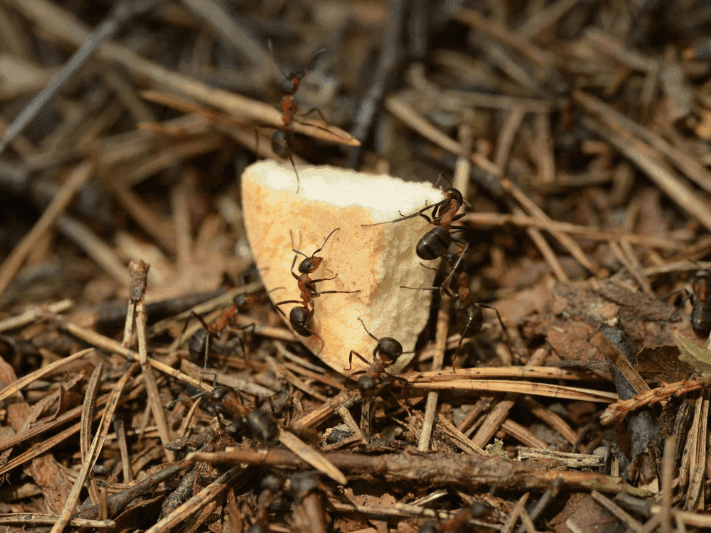 pest control services in seymour